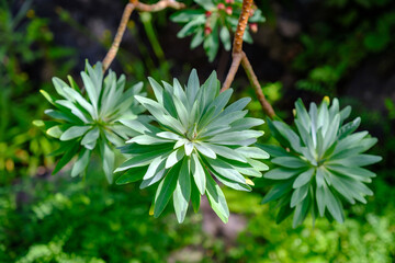 Wall Mural - euphorbia characias plant in the botany garden of las palmas de gran canaria closeup.