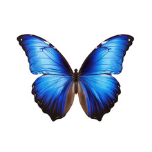 Transparent Background Of A Blue Morpho Butterfly For Decorating Projects Easily. Generative AI