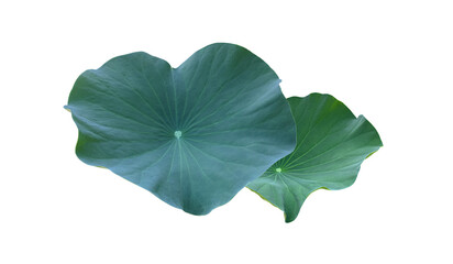 Poster - Isolated waterlily or lotus leaf with clipping paths.	