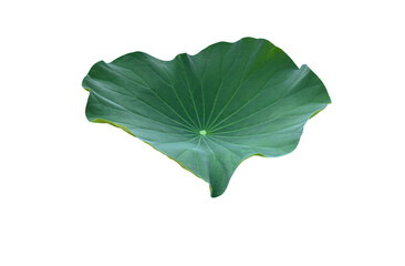 Wall Mural - Isolated waterlily or lotus leaf with clipping paths.	