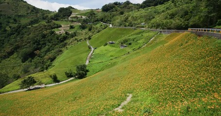 Wall Mural - Daylily flower field in Taimali Kinchen Mountain in Taitung of Taiwan