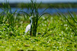 White Snowy Egret standing in a marsh