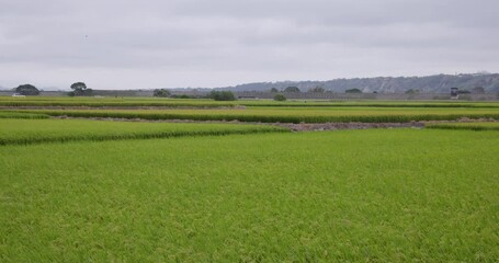 Wall Mural - Taichung paddy rice field in Taiwan