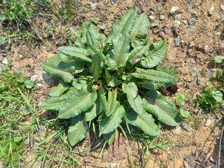  beautiful juicy green sorrel bush