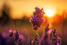 Lavender Flowers Illuminated By The Setting Sun, Generative AI