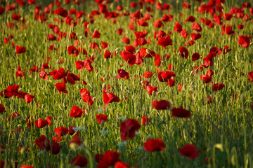  Vivid poppy field. Beautiful red poppy flowers on green fleecy stems grow in the field. Scarlet poppy flowers in the sunset light. Close-up of poppies                                                 