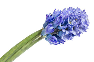 Wall Mural - Blue hyacinth isolated