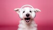 A happy white dog wearing headphones listens to music on a pink background AI Generated.