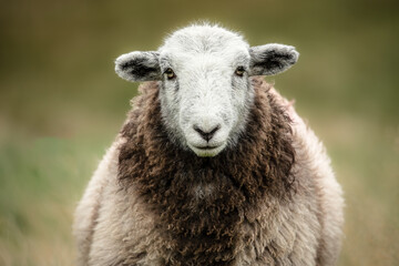Wall Mural - close up of a herdwick sheep with facing camera stood on open cumbrian fells. lake district, uk. hor
