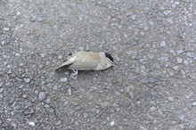 Closeup Photo Of Dead Bird (sparrow) On The Road In The City