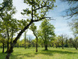 Naturschutzgebiet Totengrien bei Istein, malerischen Landschaften entlang idyllische Rheinufer, Klotzengebiet und Auenwälder. Halbtrockenrasen mit seltenen Flora
