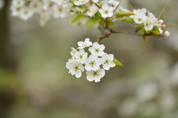 Wall Mural - Pear flower in full bloom in spring