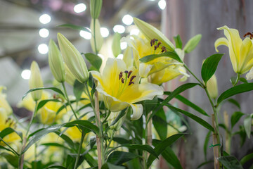 Close up photo of lilly flower in park