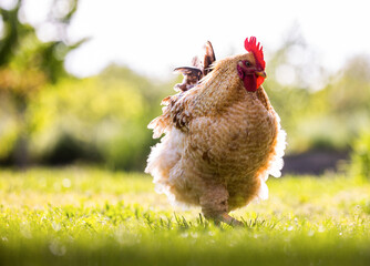 Wall Mural - Healthy free range chicken on grass