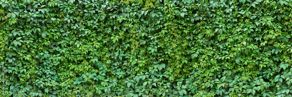 foliage plant background. hedge wall of green leaves.