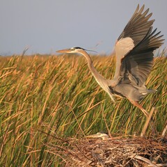 Wall Mural - Great Blue Heron in Flight Lake Apopka Wildlife Drive Florida