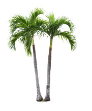Palm Tree Png Images _ Big Tree Images Plant Images _ Decorated Plant Images _ Palm Tree In Isolated In White Background 