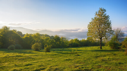 Wall Mural - carpathian rural landscape at sunrise. tree on the grassy meadow in morning light. foggy valley and 