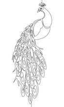 The Peacock Is Sitting Isolated On White Background. One Line Continuous Bird. Line Art Beautiful Bird Peacock, Outline Vector Illustration.