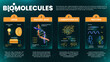 Biomolecules or Biological molecules infographics with Types of molecules Carbohydrates, Lipids, Nucleic acids, Carbohydrates and Proteins- vector illustration