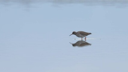 Poster - A Common Redshank walking in a pond