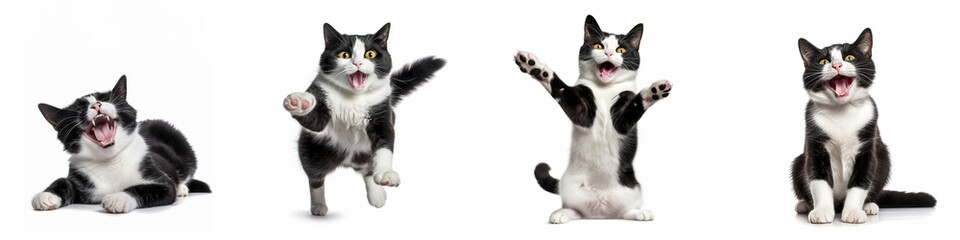 Wall Mural - animals pets cat banner panorama long - collection of funny cute crazy laughing lying, jumping, stan