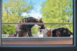 Bezpieczne dwa Koty domowe na osiatkowanym balkonie obserwują ptaki - kocia tv
