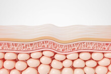 Saggy Skin Layer And Skin Cells, 3D Rendering.