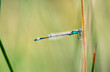  Common bluetail damselfly macro background