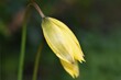 A close-up of the yellow blossom of a wild tulip (tulipa sylvestris).