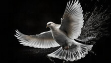 White Dove Flying In A Black Sky
