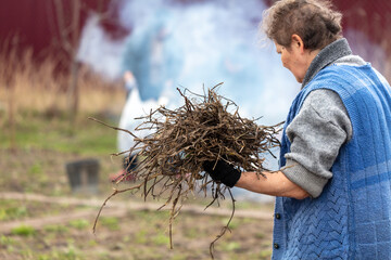 A woman collects dry grass in the area