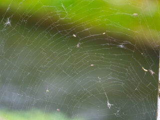 spider on web