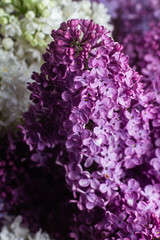 Wall Mural - Beautiful bouquet of lilacs of different varieties close-up