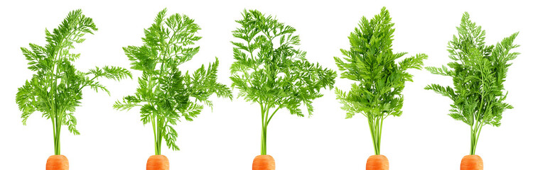 Wall Mural - carrot top, halm, leaves, isolated on white background, full depth of field