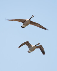 Two canada geese (branta canadensis) flying through the sky