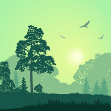 Forest Landscape, Sunset, Sunrise, Green Background, Vector Illustration.