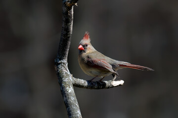 Wall Mural - Northern Cardinal (Cardinalis cardinalis), female  sitting on a  tree branch