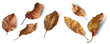set of dry leaves, dead, dehydrated and discolored fallen leaves, common during fall season, isolated