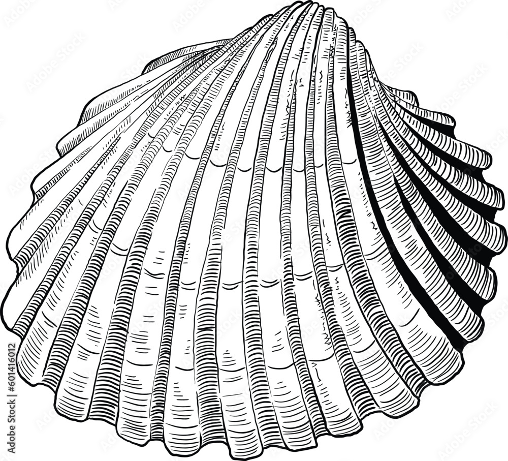 Hand drawn illustration of a seashell in black and white, summer ...