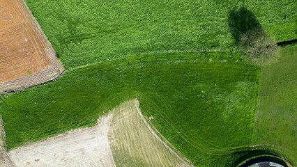 Wall Mural - Fantastic colorful aerial footage of green wavy field in sunny day. Top view drone shot. Agricultural area of Belgium, Europe. Concept photo of agrarian industry. Artistic wallpaper. Beauty of earth