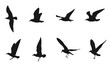 Möwen Silhouetten, Silhouette von acht Vögeln, transparent, ohne Hintergrund