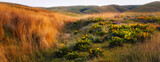 landscape with wild flowers and high grasses