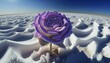 © LAYHONG - Generative AI illustration of a purple rose in the desert covered with snow