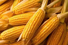 Ripe Raw Corn Ears, Autumn Harvest, AI Generated