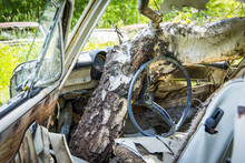 Rotten Car Wreckage Conquered By A Birch Tree Growing Through The Vehicle Interior