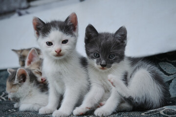 Wall Mural - A group of small gray white kittens of same litter. Young cats in group sit and look ahead with big eyes. The concept of the street animals problem. Full length portrait.