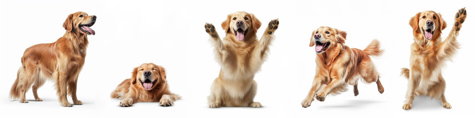 Wall Mural - animals pets dog banner panorama long - collection of funny cute crazy laughing lying, jumping, stan