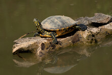 Schildkröte Nimmt Sonnenbad 