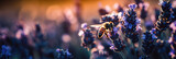 Biene auf blauen Blumen im Abendlicht, Generative AI
